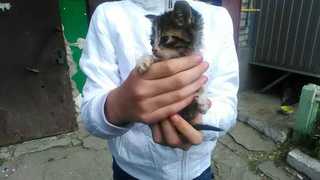 возьмите бедных котят или щенят могут умереть от холода (Луганск)