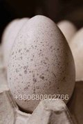 Індиче інкубаційне яйце Біг 6 (Чернівці)